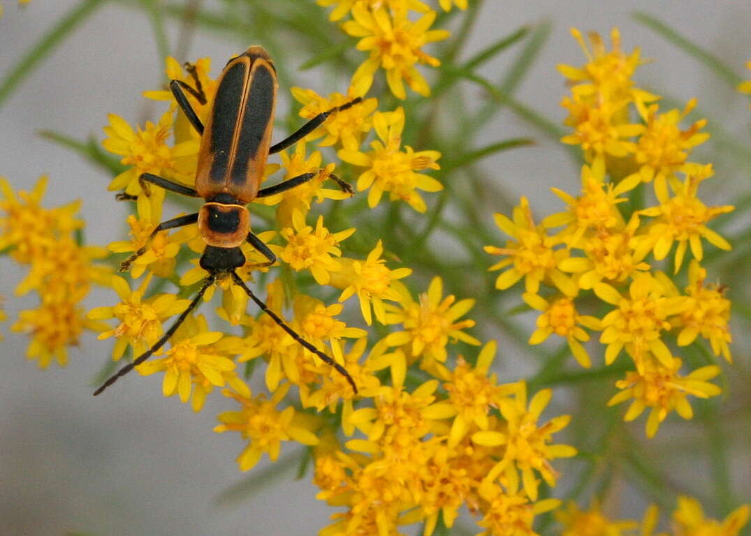 Image of soldier beetle