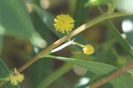 Image of Red-eyed Wattle