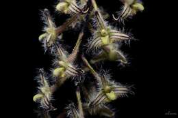 Image de Bulbophyllum lindleyanum Griff.