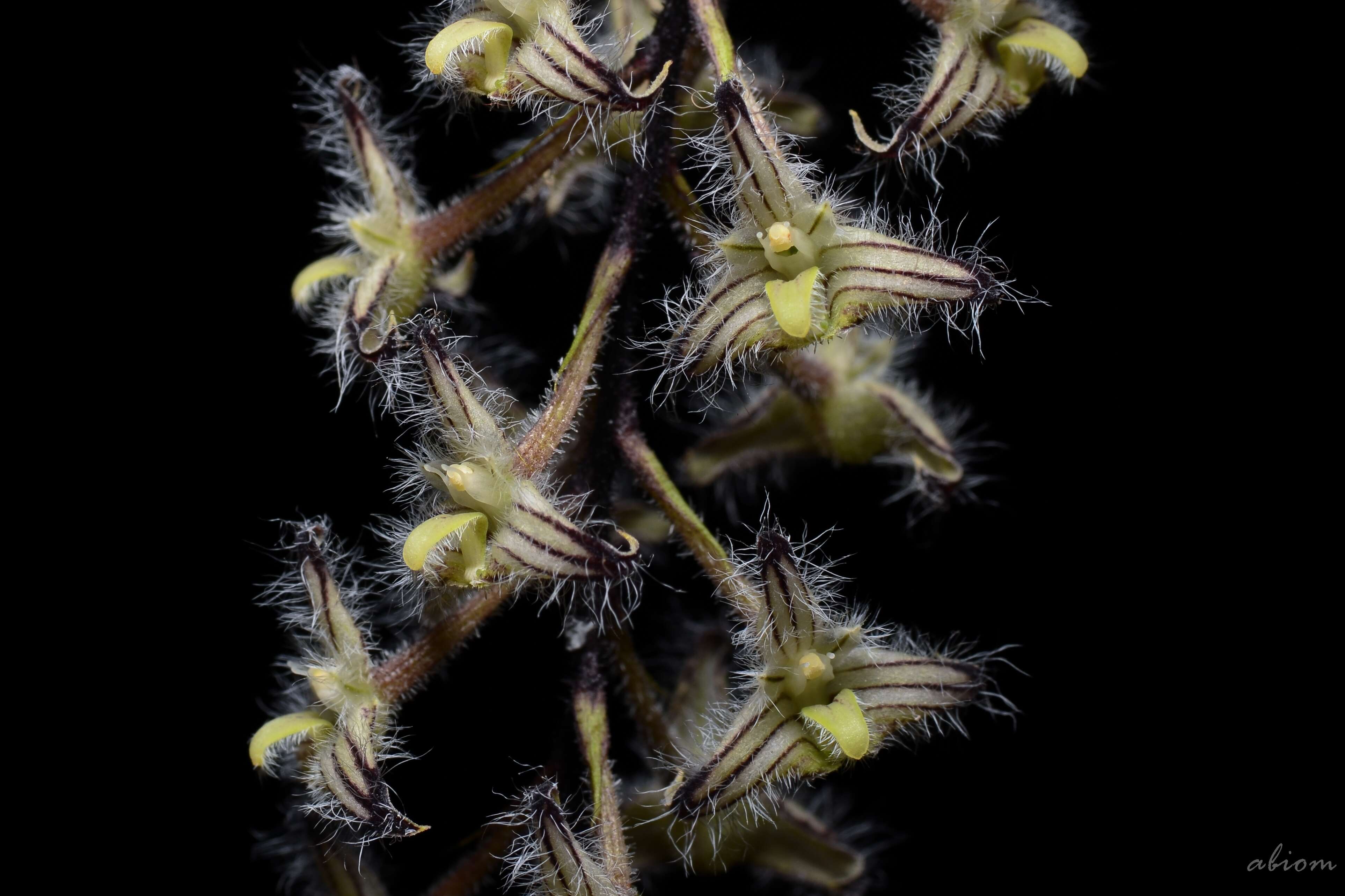 Image de Bulbophyllum lindleyanum Griff.