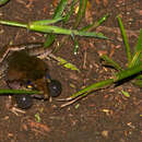 Image of Anchieta's Ridged Frog