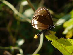 Image of Euploea core Cramer 1780