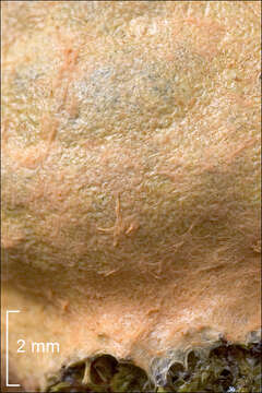 Image of Fuligo leviderma