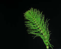 Image of field horsetail