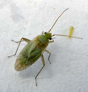 Image of Hemiptera