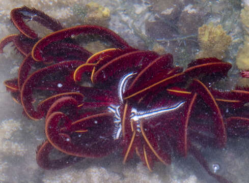 Image of Strong arm crinoid