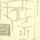 Sivun Amorphinopsis fenestrata (Ridley 1884) kuva