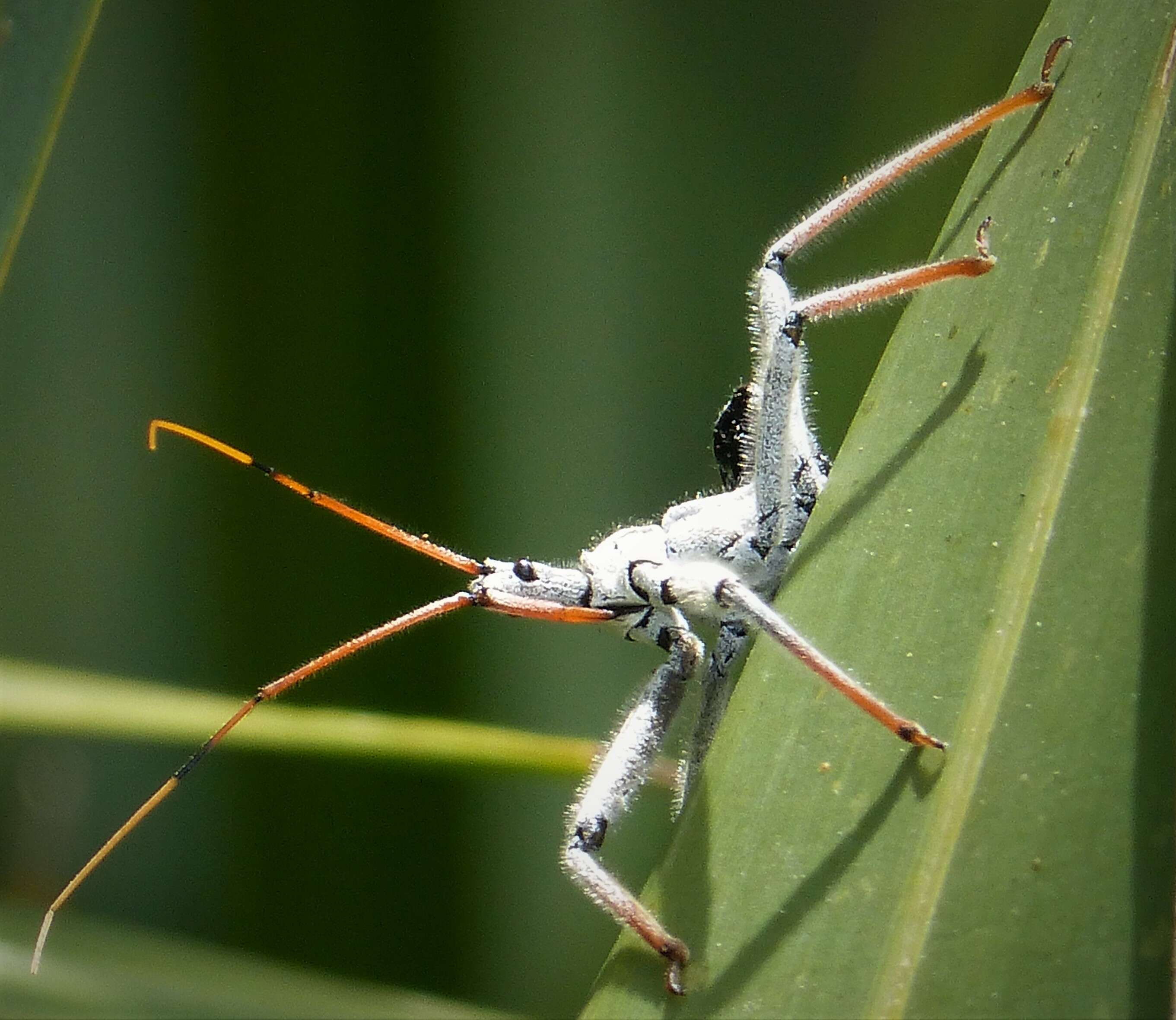 Image of Wheel Bug