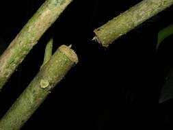 Image de Randia grandifolia (Donn. Sm.) Standl.