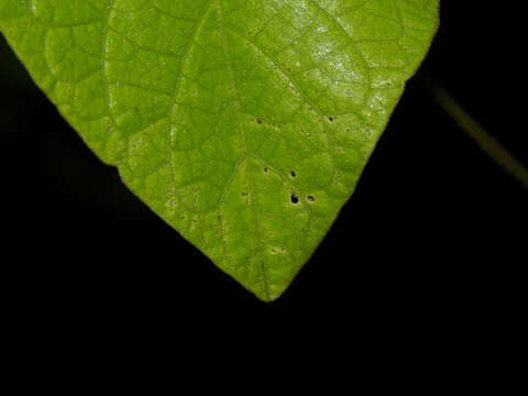 Image of morning-glory