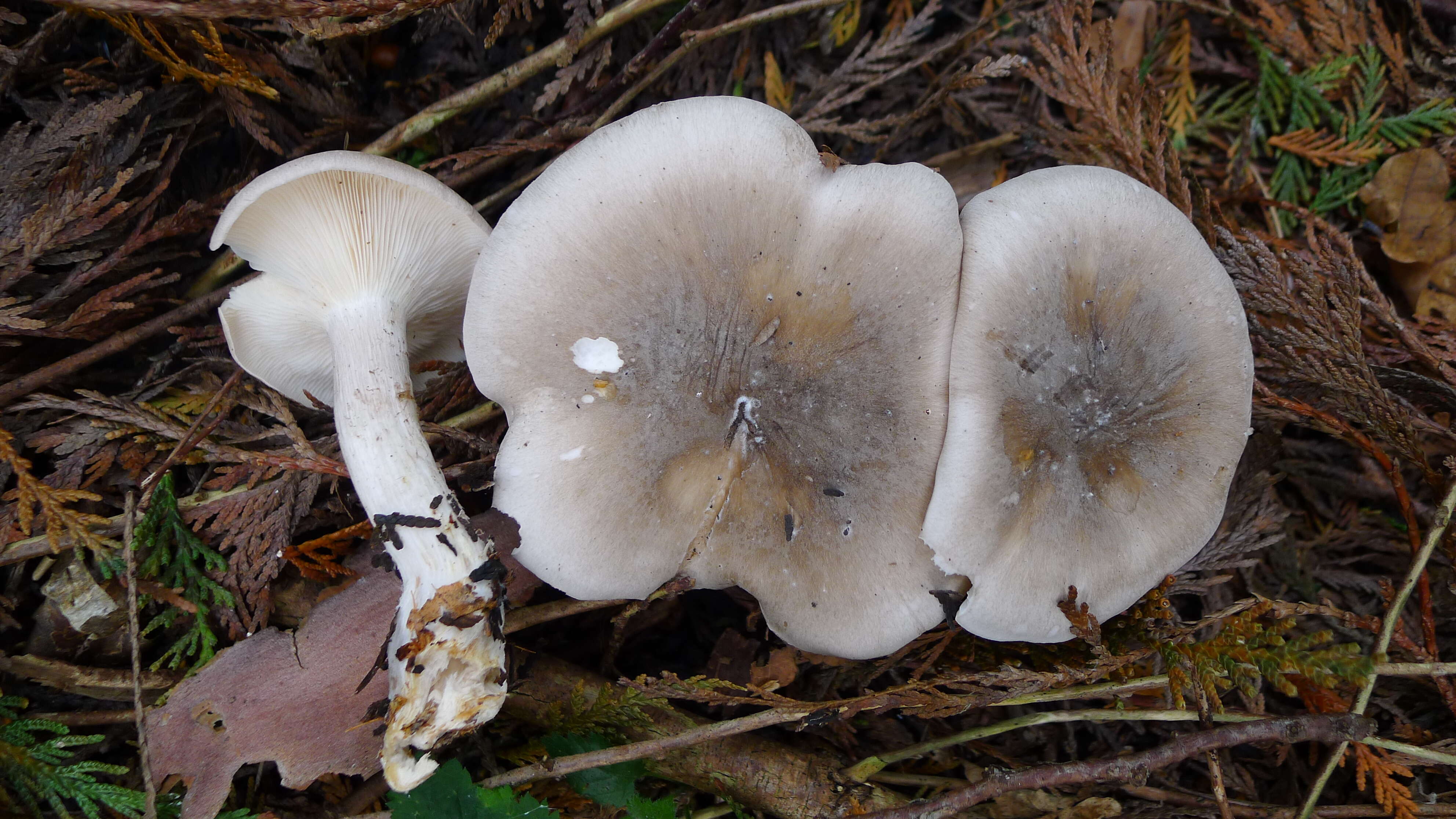 Image de Clitocybe nebularis (Batsch) P. Kumm. 1871