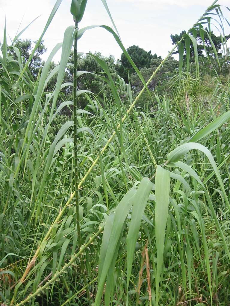 Image of giant reed