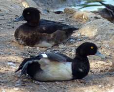 Image of Tufted Duck