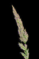 Image of reedgrass