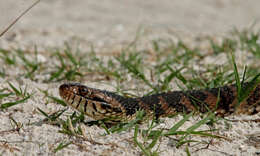 Image of Nerodia fasciata pictiventris (Cope 1895)