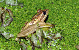 Image of stream frogs