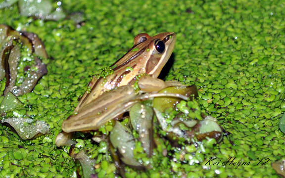 Image of Striped Stream Frog