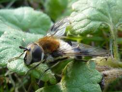 Leucozona lucorum (Linnaeus 1758) resmi