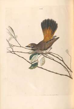 Image of Rufous Fantail