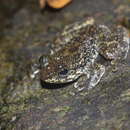 Image of Hong Kong Cascade Frog