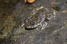 Image of Hong Kong Cascade Frog