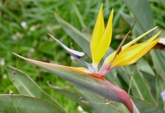 Image of Bird of paradise plant