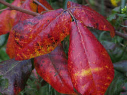 Image of poison oak