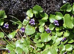 Image of Viola fuscoviolacea (L. G. Adams) T. A. James