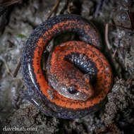 Plethodon cinereus (Green 1818) resmi