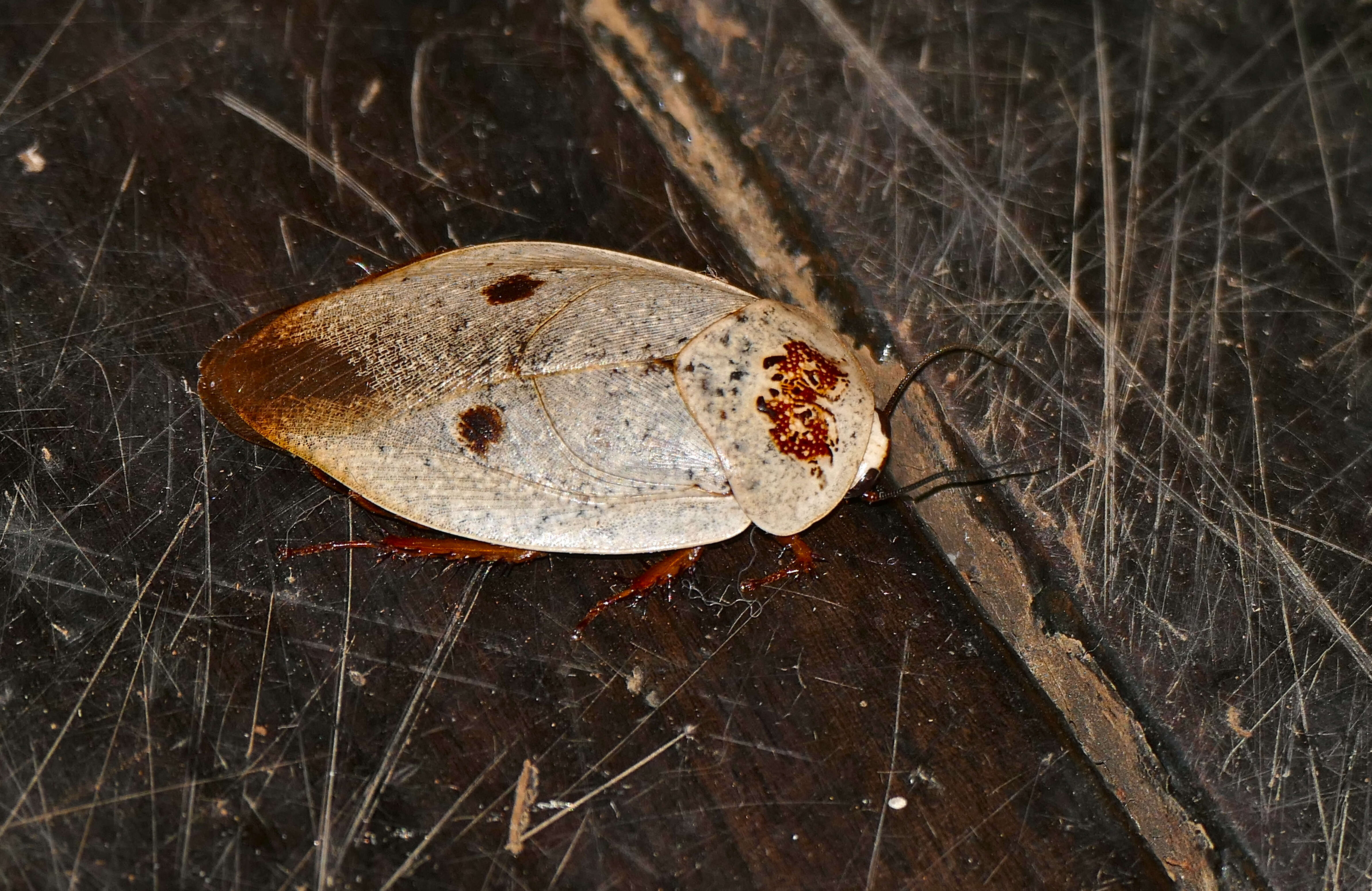 Image of Gyna caffrorum (Stål 1856)