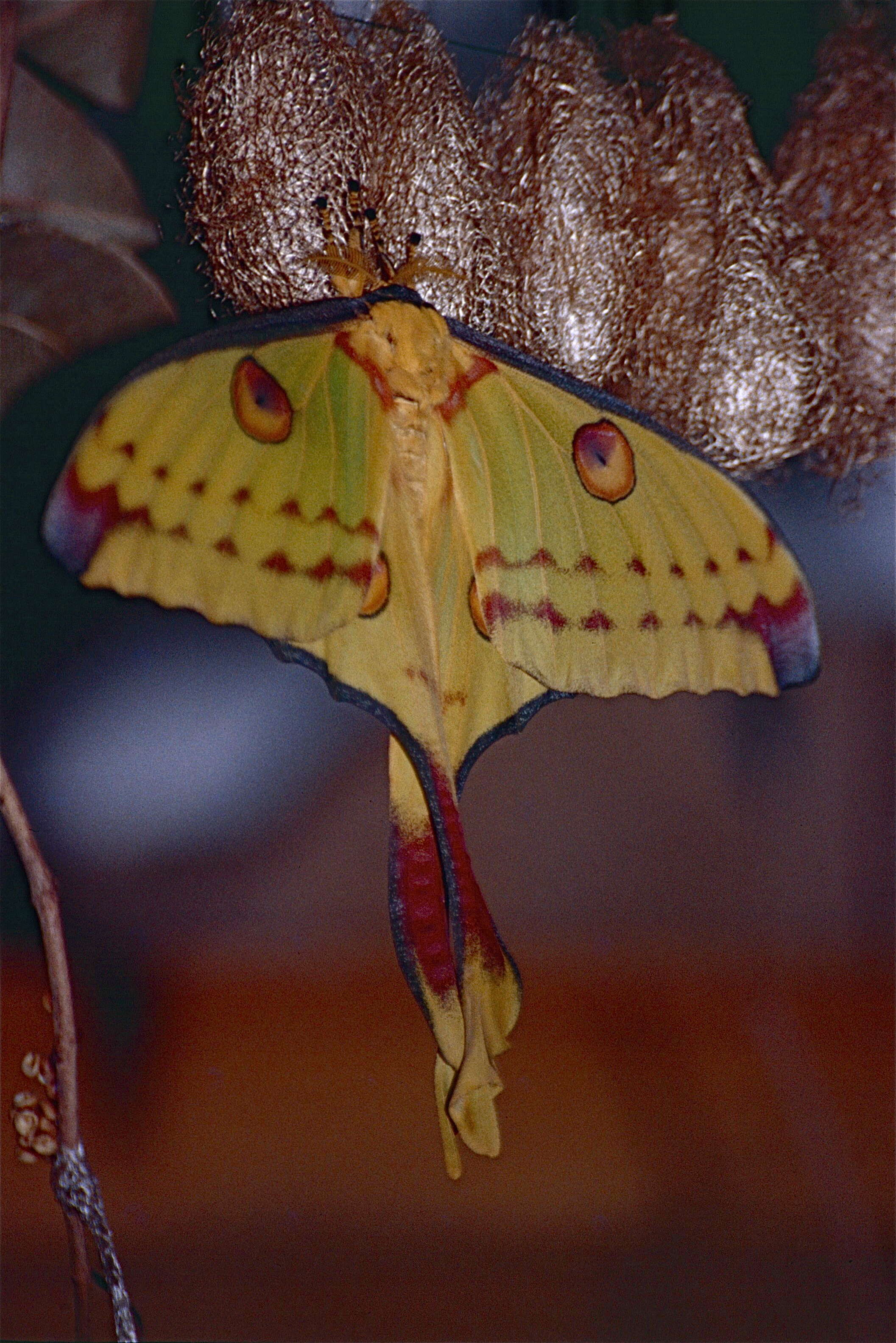 Image of comet moth