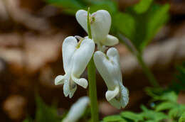 Image of squirrel corn