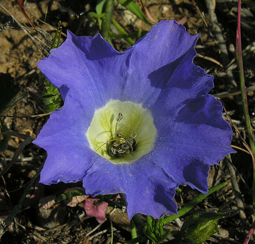 Image of Chilean bell flower