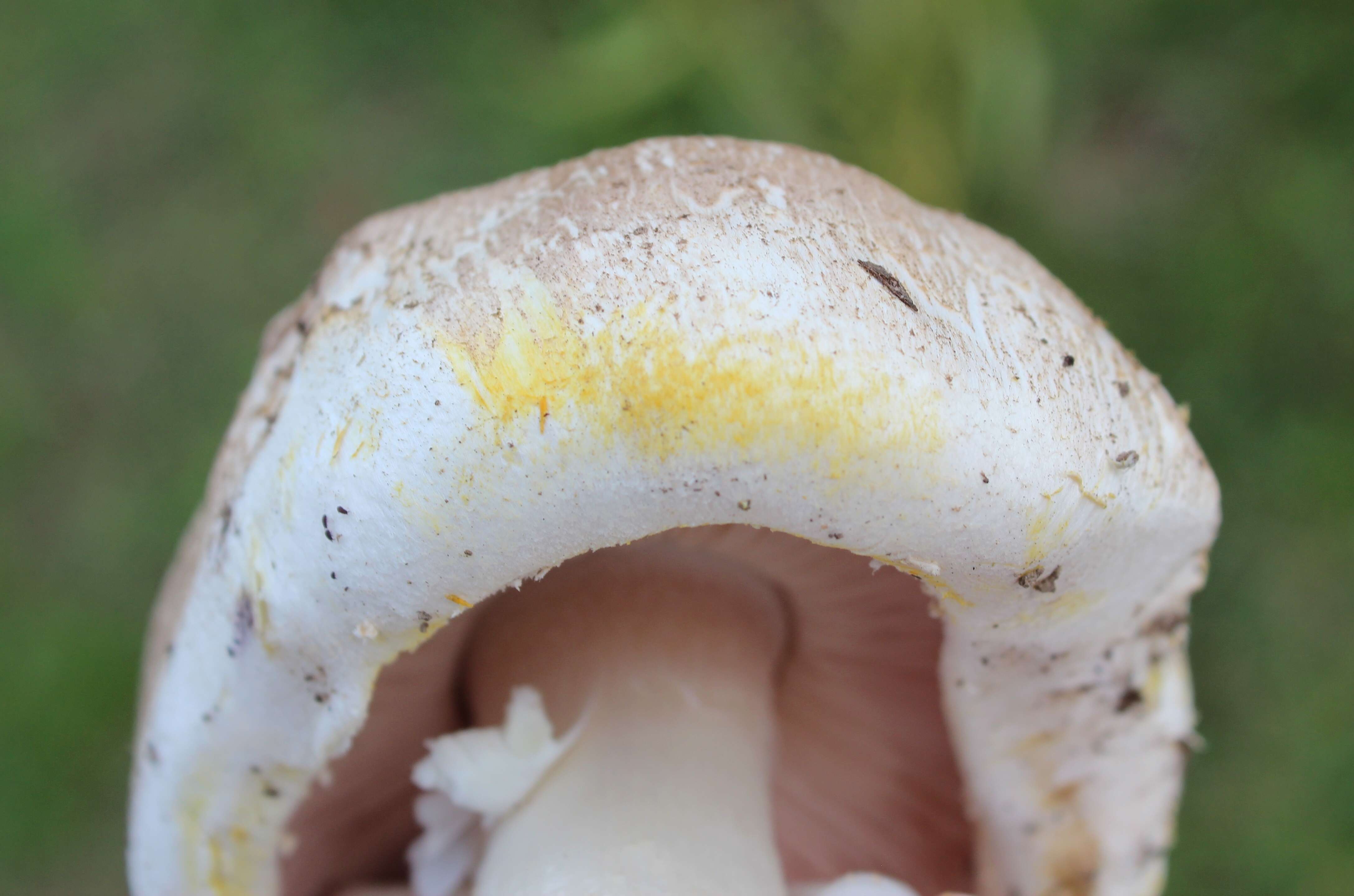 Image of Basidiomycota