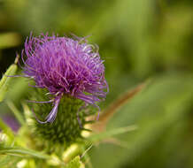 Image of Spear Thistle