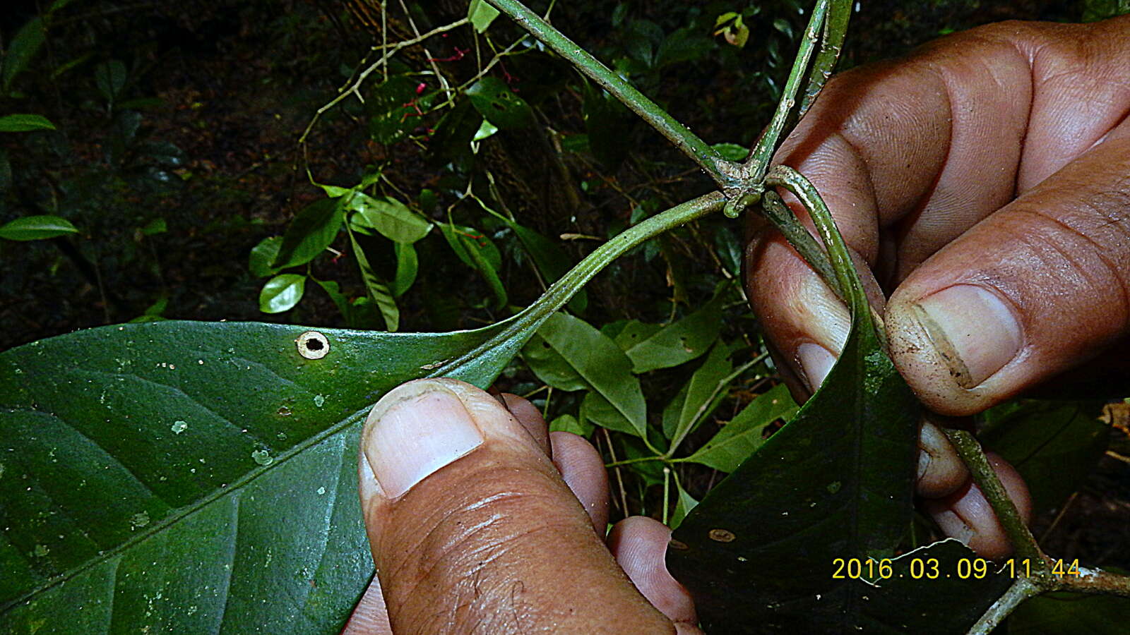 Image of Nyctagiaceae