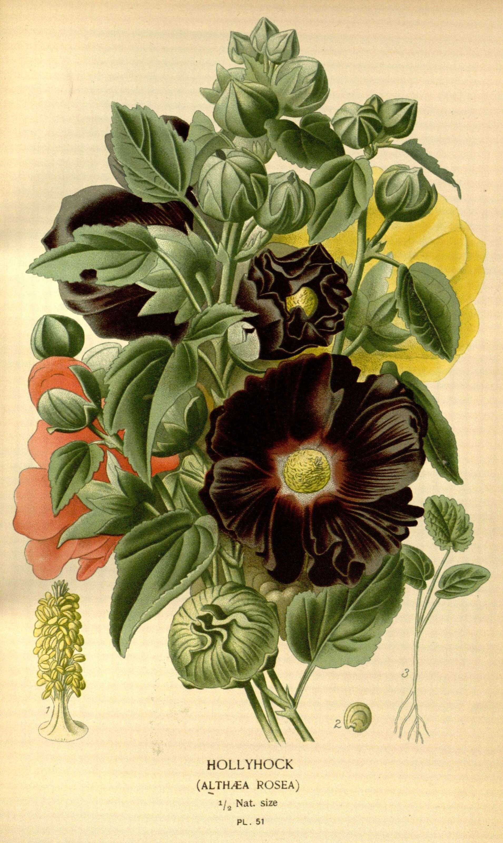 Alcea rosea syn. Althaea rosea, Hollyhock in GardenTags plant encyclopedia