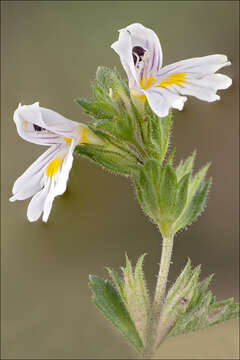 Imagem de Euphrasia officinalis subsp. officinalis