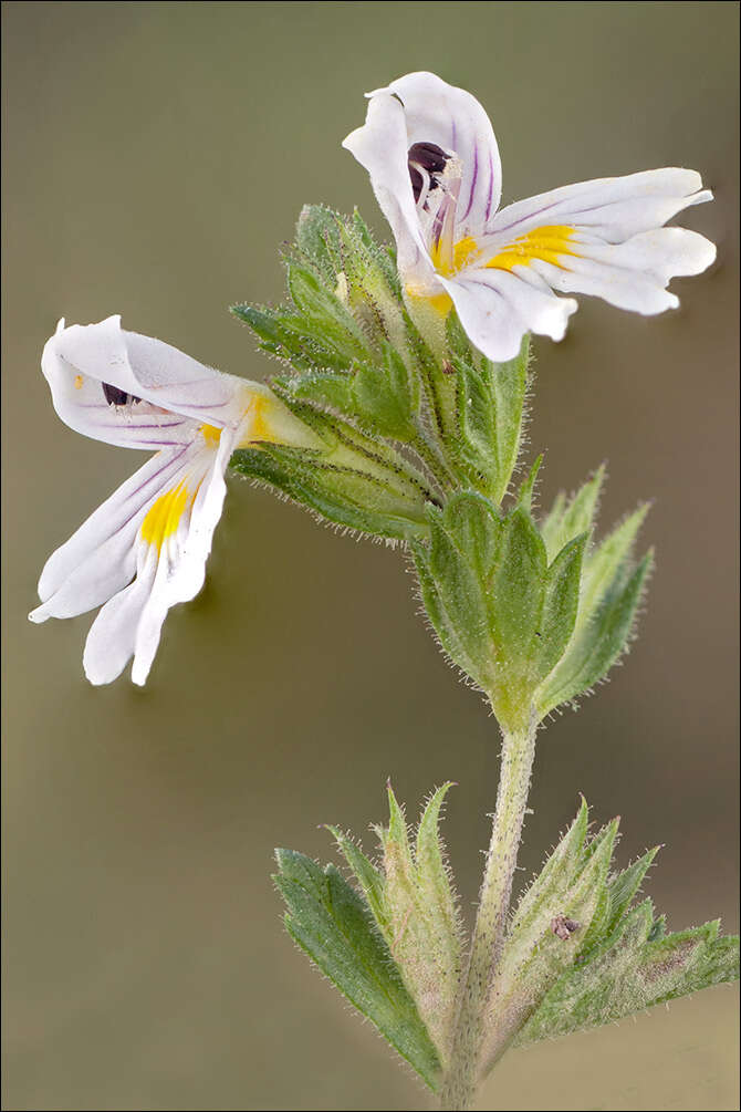 Image of Euphrasia officinalis L.