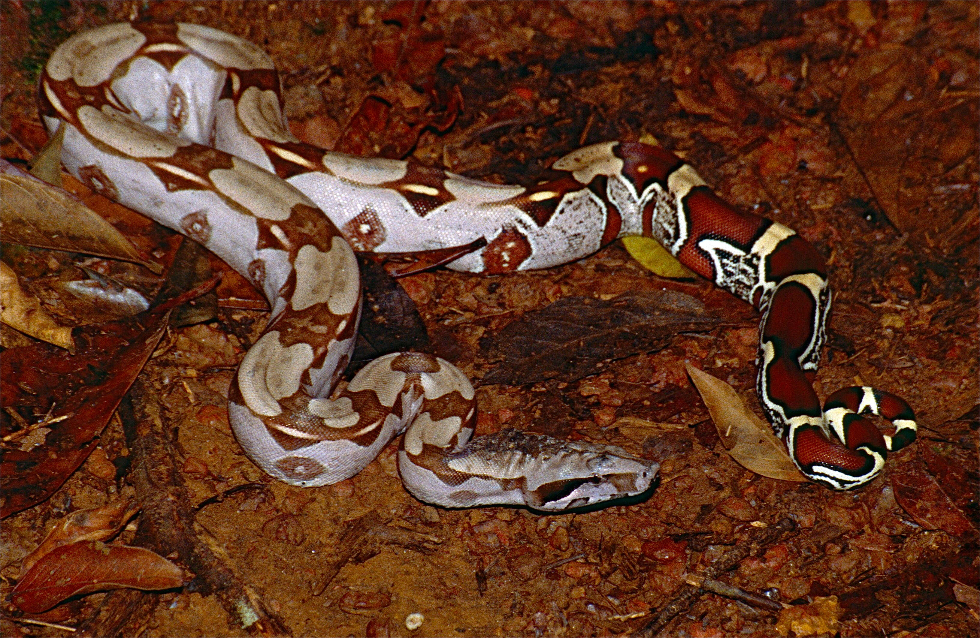 Image of Columbian Red Tail Boa