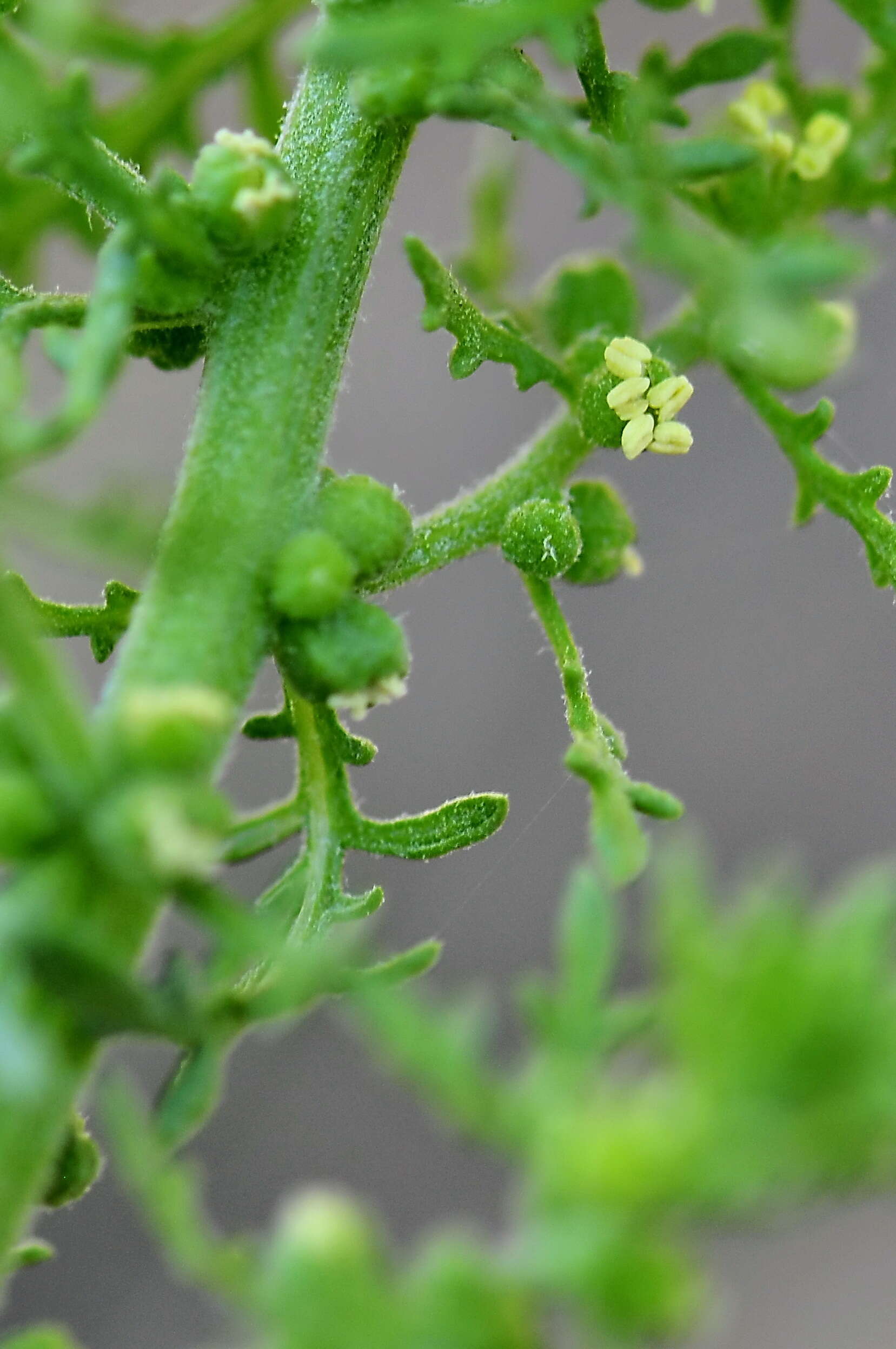 Слика од Dysphania multifida (L.) Mosyakin & Clemants