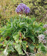 Image of Perez's sea lavender