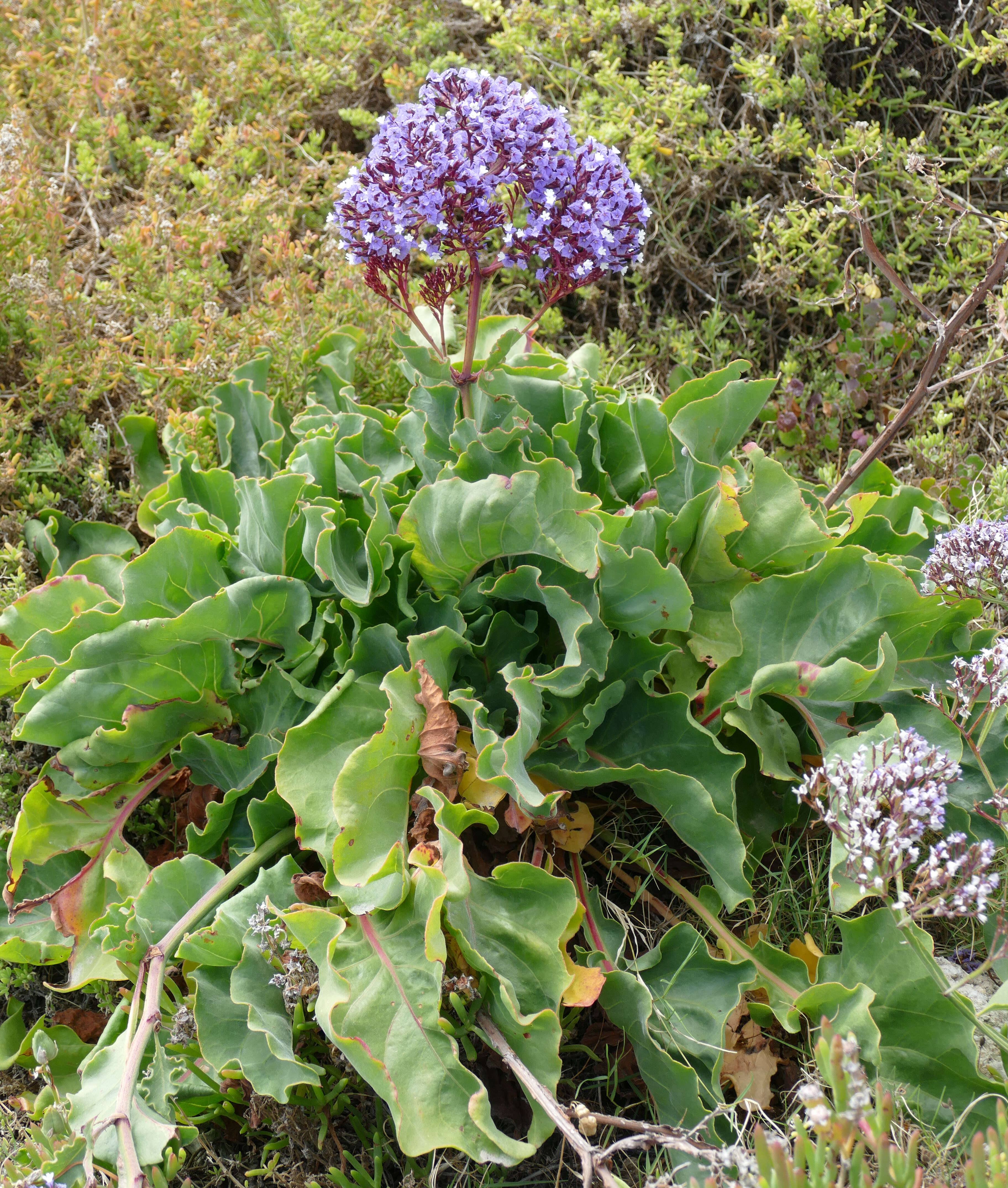 Imagem de Limonium perezii (Stapf) F. T. Hubbard ex L. H. Bailey