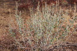 Image of Golden Goosefoot