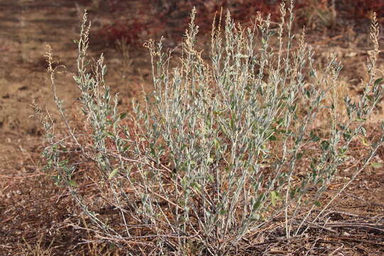 Image of Golden Goosefoot