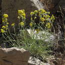 Image of basin yellow cryptantha