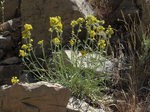 Image of basin yellow cryptantha