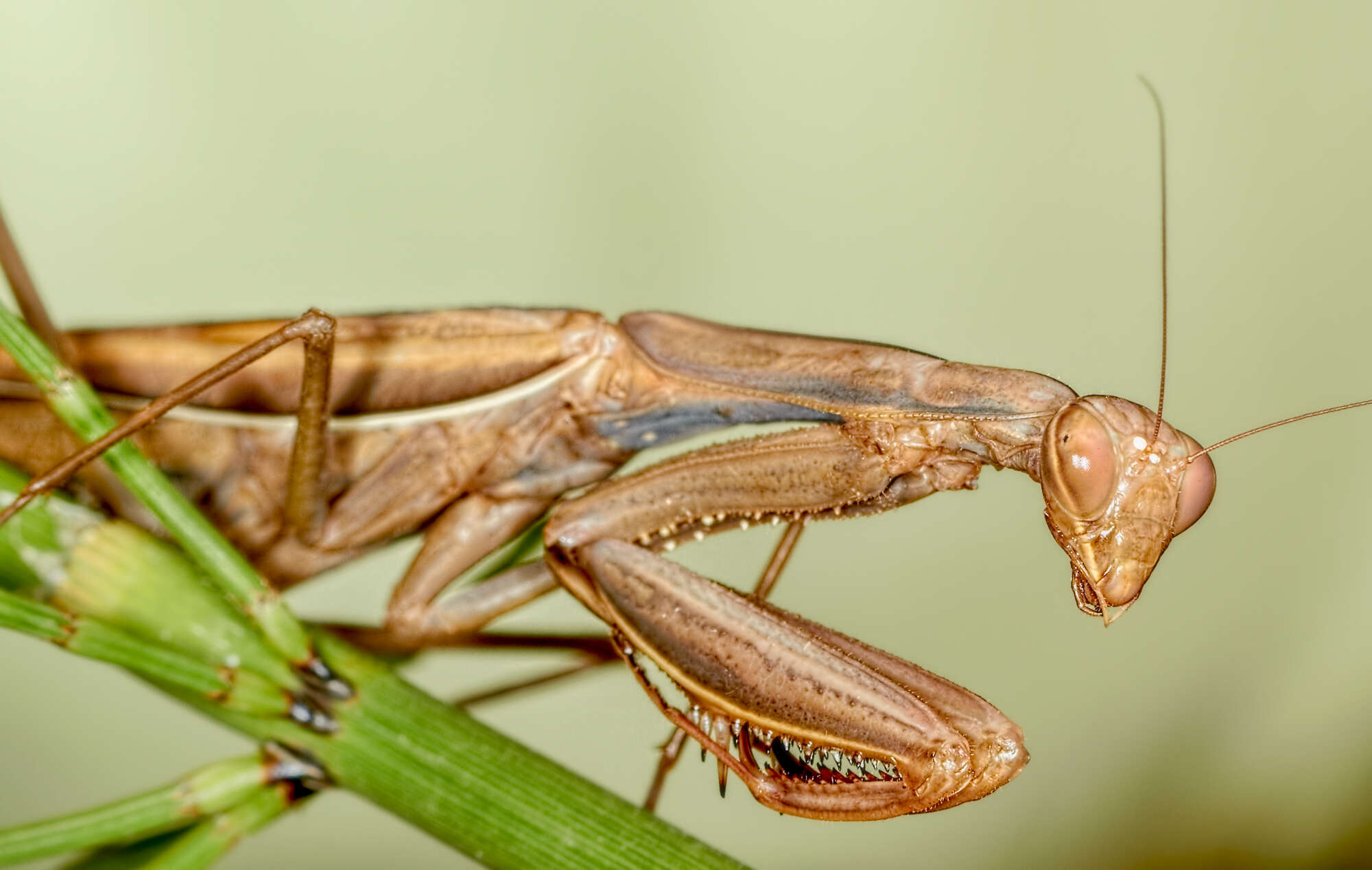 Image of Mantis