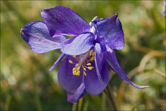 Image of Aquilegia iulia E. Nardi