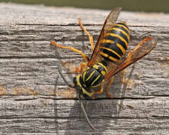 Vespula squamosa (Drury 1770) resmi